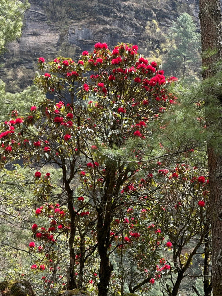 Dudhkunda Flowers during dudhkunda trek